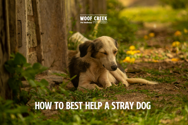 How to Best Help a Stray Dog