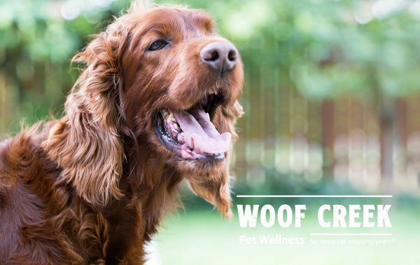 Summer-ize your pup’s routine!