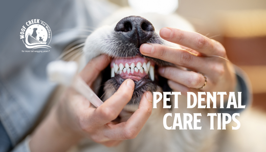 Pet Dental Care Tips