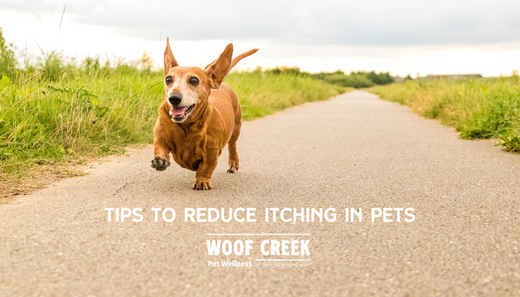 Tips To Reduce Itching In Our Pets!