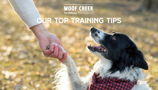 Our Top Training Tips!