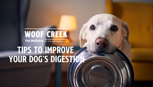 Tips To Improve Your Dog's Digestion