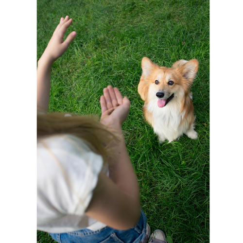 Dog Training Tips: teach my dog to sit!