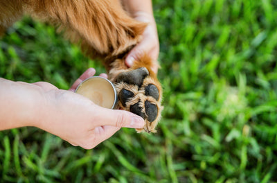 Boo Boo Balm | Lick-Safe Dog Balm for Paws + Body - Vanilla Mint